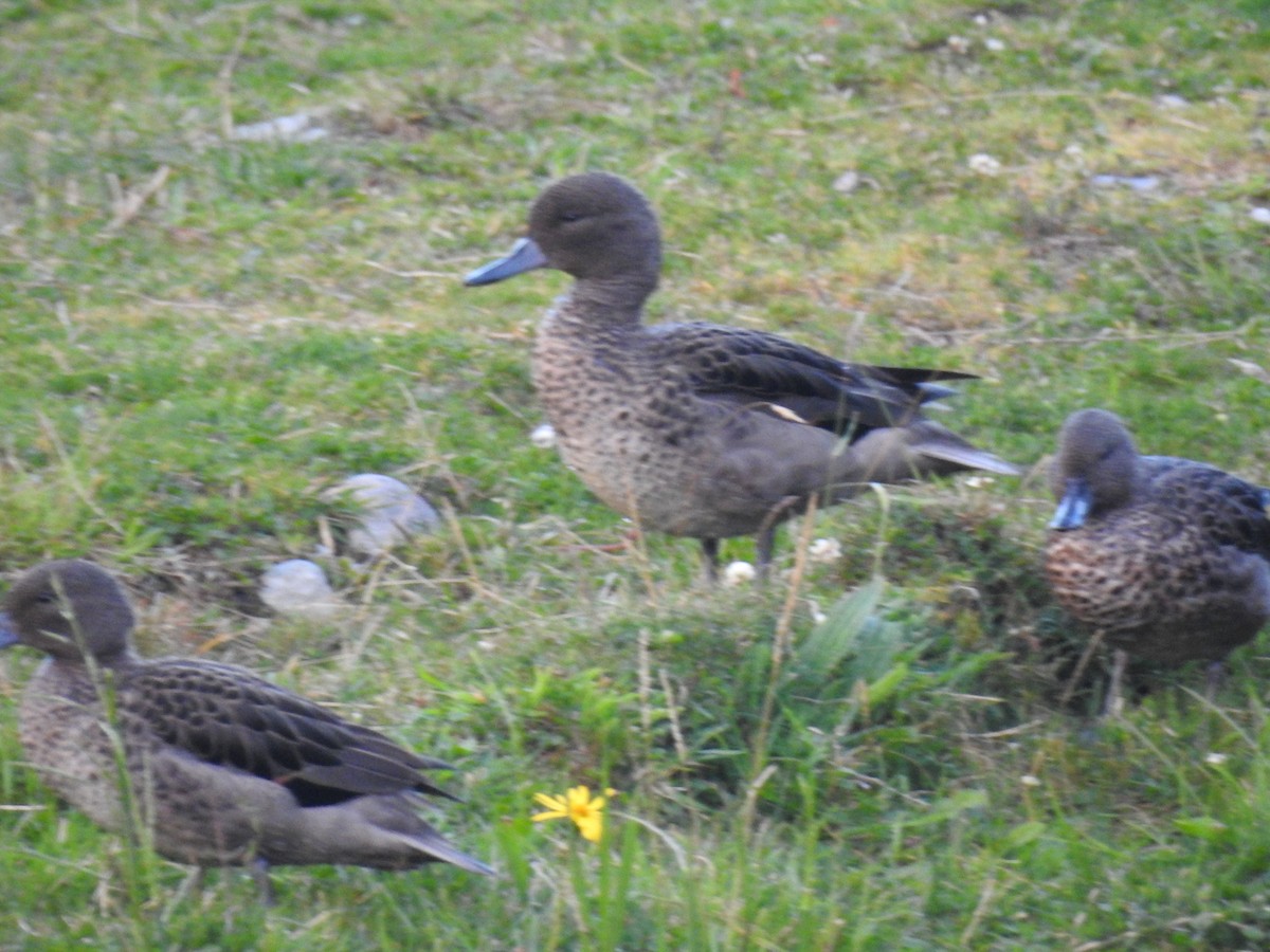 Andean Teal - ML637771030