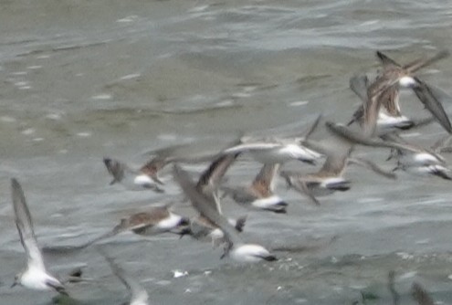 White-rumped Sandpiper - ML637771032