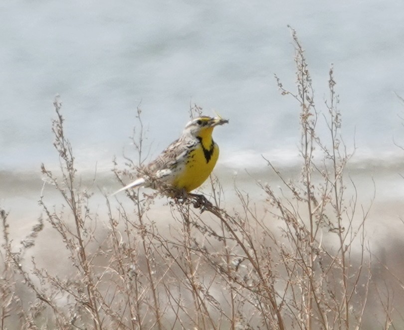 Western Meadowlark - ML637771040