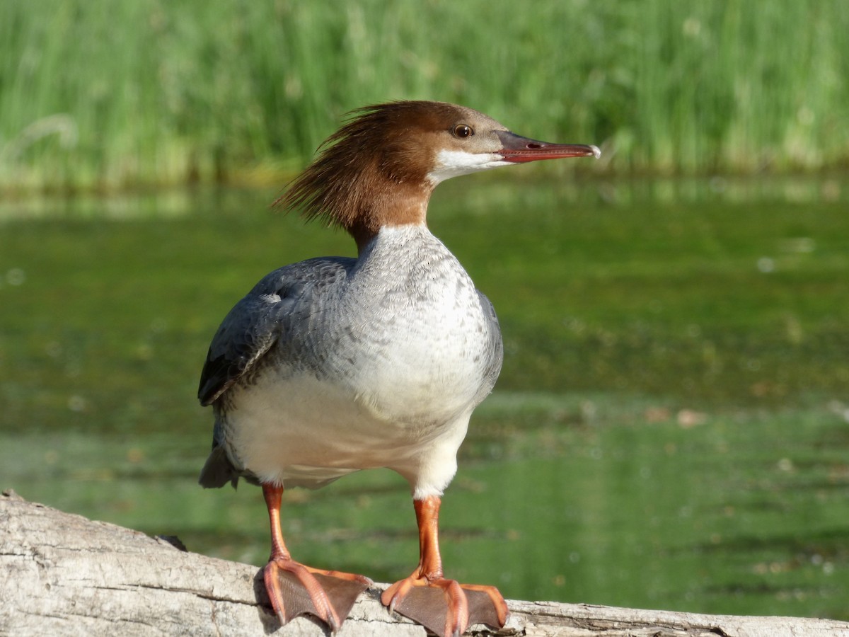Grand Harle (americanus) - ML637771041