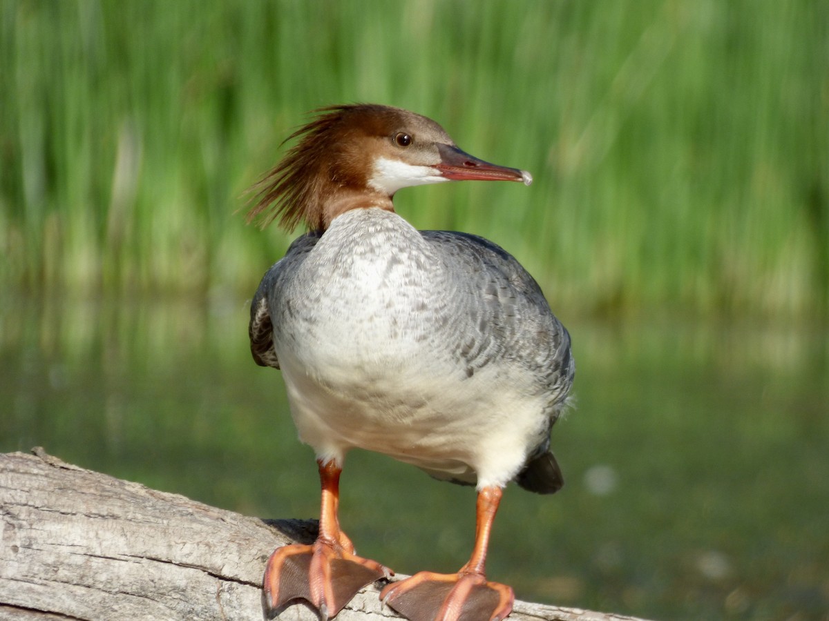 Grand Harle (americanus) - ML637771042