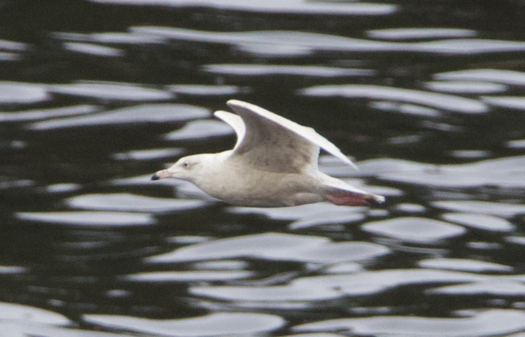 Glaucous Gull - ML637771073