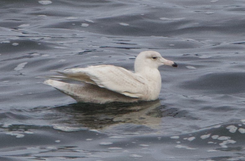 Glaucous Gull - ML637771074