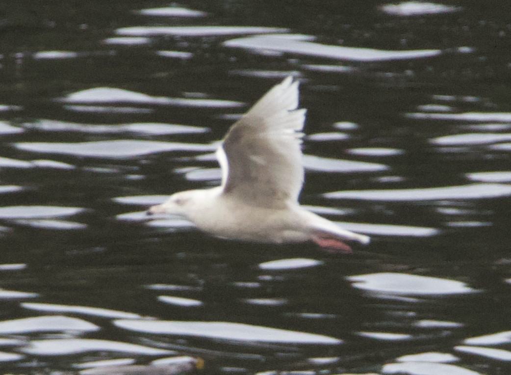 Glaucous Gull - ML637771075