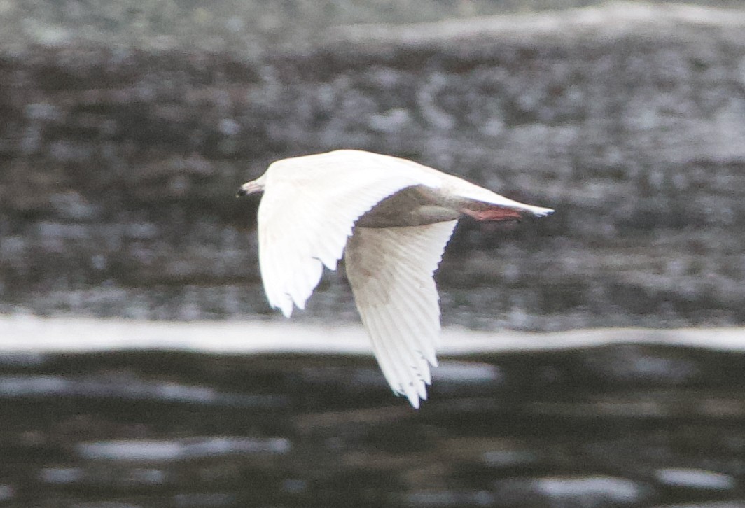 Glaucous Gull - ML637771076
