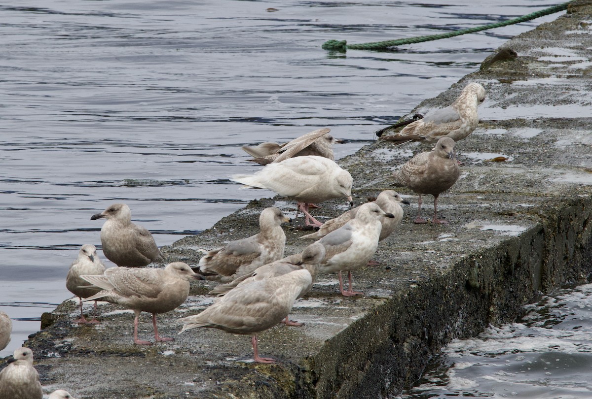 Glaucous Gull - ML637771077
