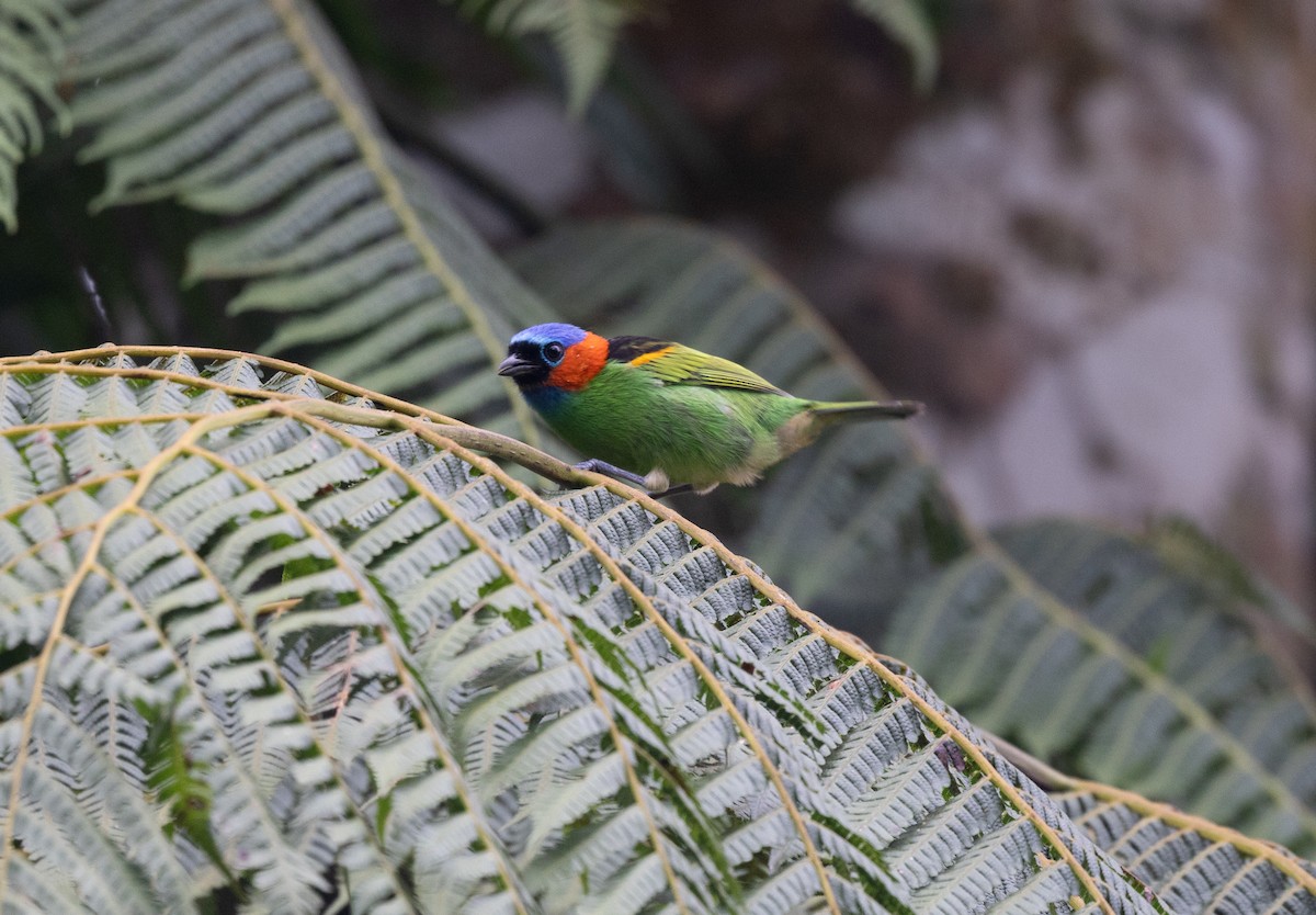 Red-necked Tanager - ML637771102
