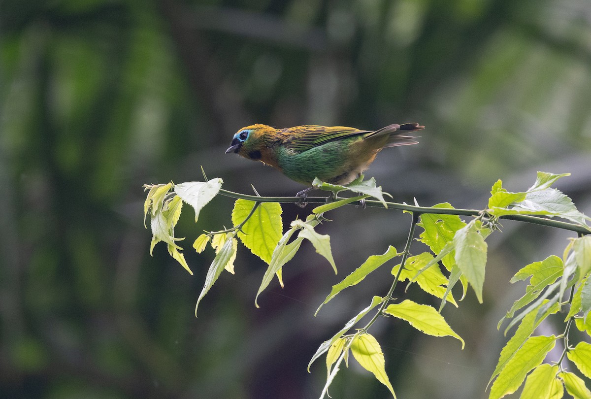 Brassy-breasted Tanager - ML637771109