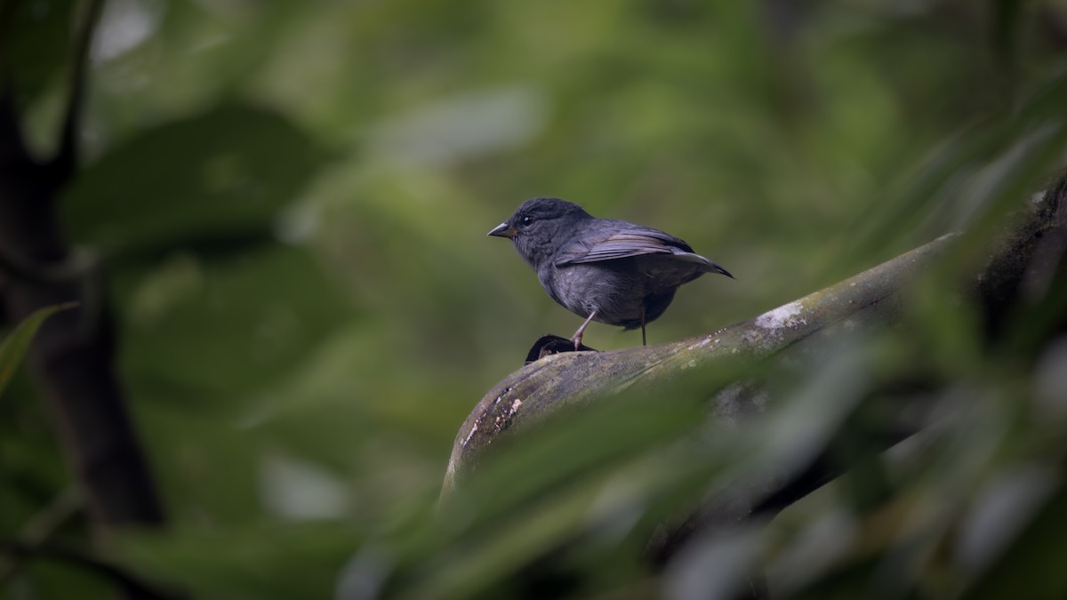 Uniform Finch - ML637771116