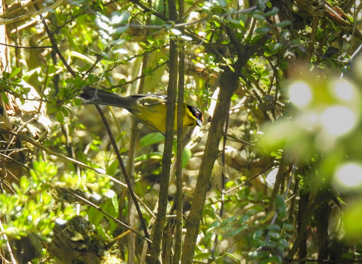 Yellow-breasted Brushfinch - ML637771199