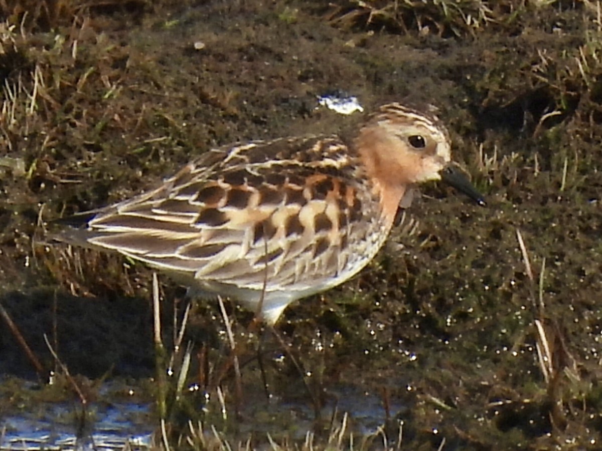 Red-necked Stint - ML637771207