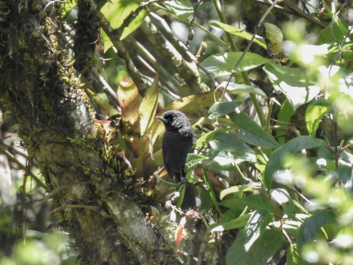 Black Flowerpiercer - ML637771208