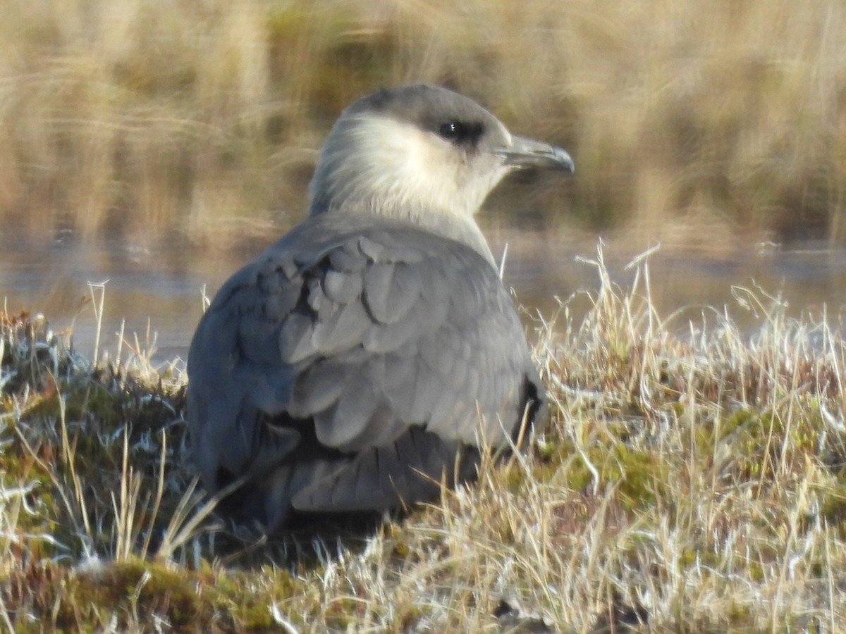 Parasitic Jaeger - ML637771218