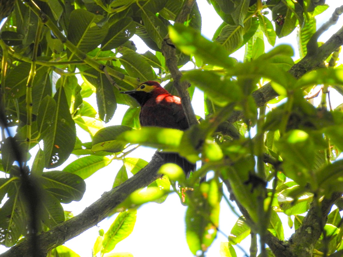 Crimson-mantled Woodpecker - ML637771226