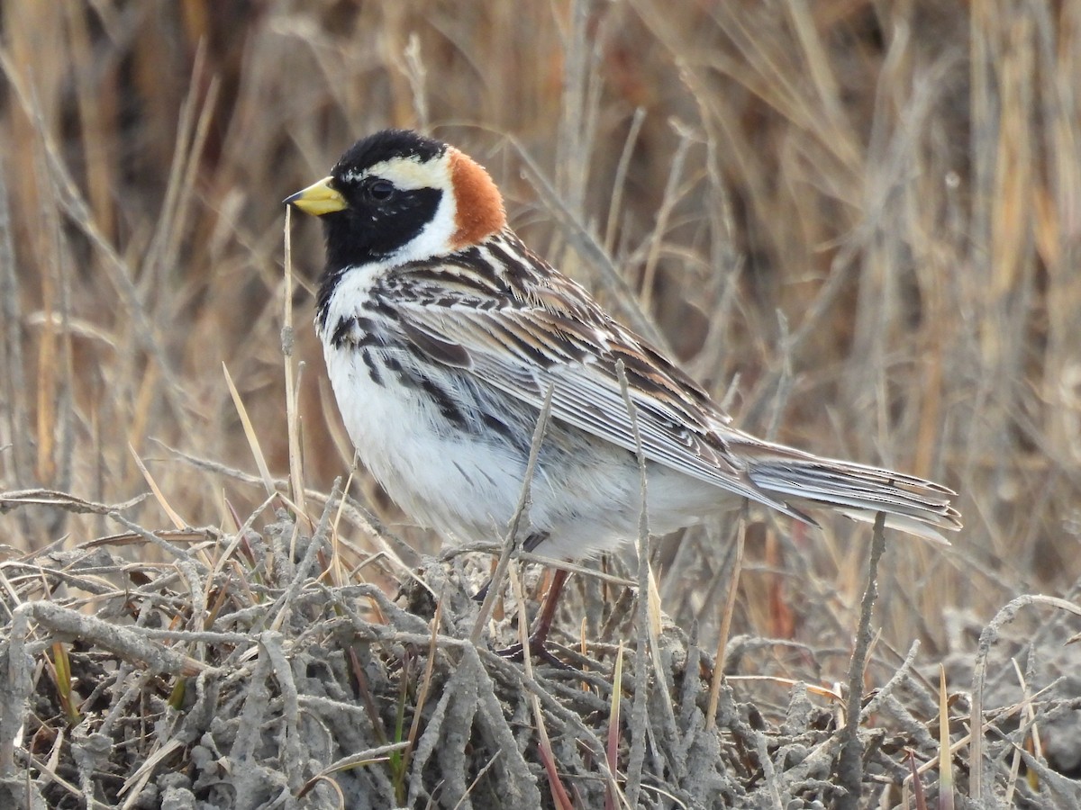 Lapland Longspur - ML637771232