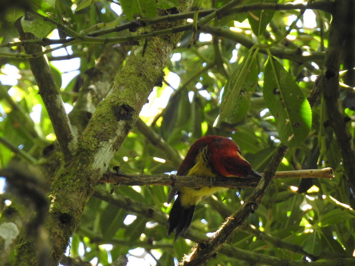 Crimson-mantled Woodpecker - ML637771237