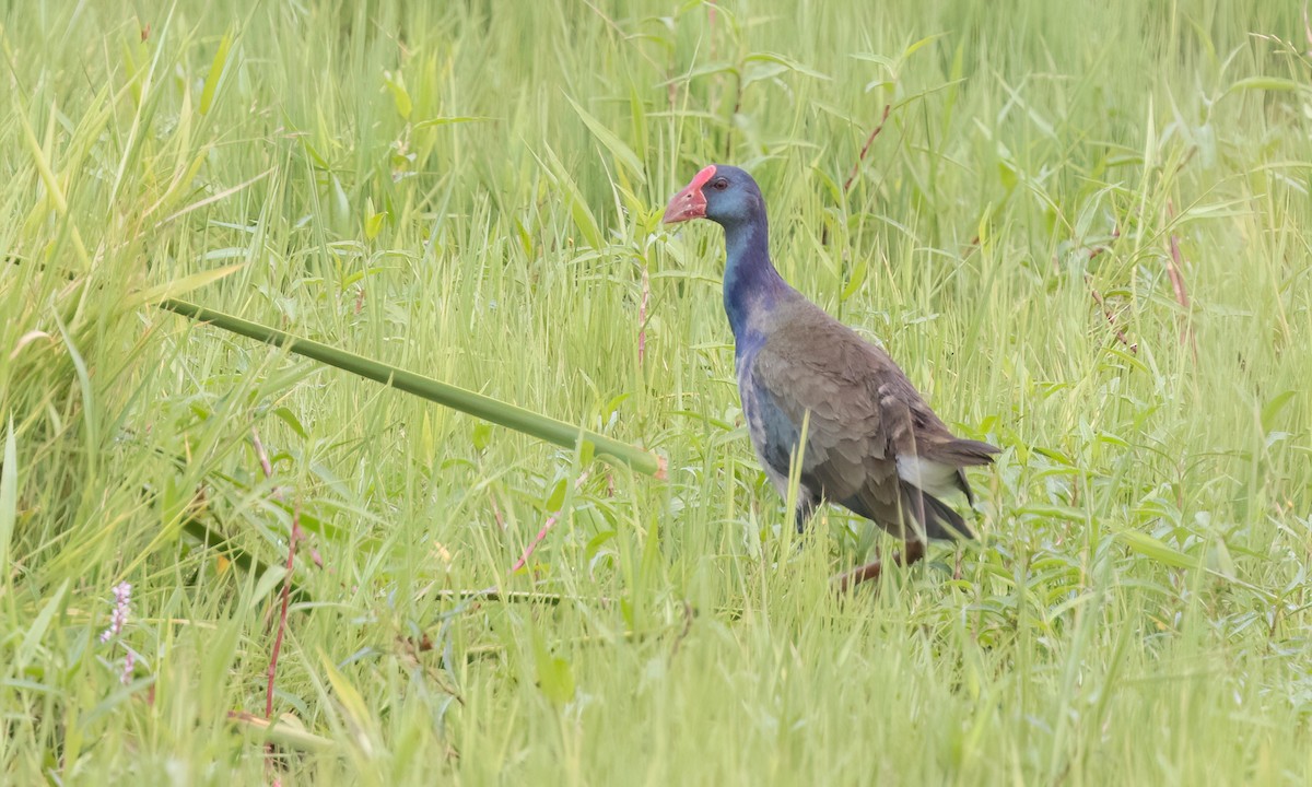African Swamphen - ML637771249