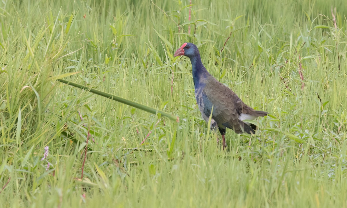 African Swamphen - ML637771277