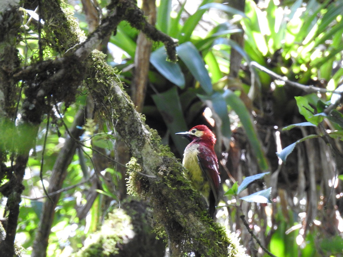 Crimson-mantled Woodpecker - ML637771294