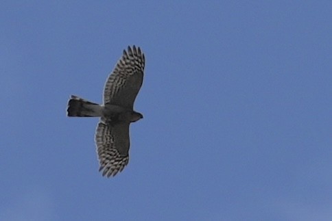 Eurasian Sparrowhawk - ML637771302