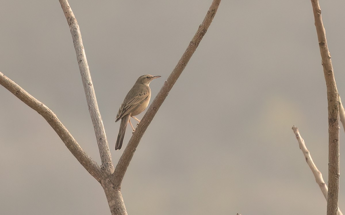 Long-billed Pipit - ML637771306