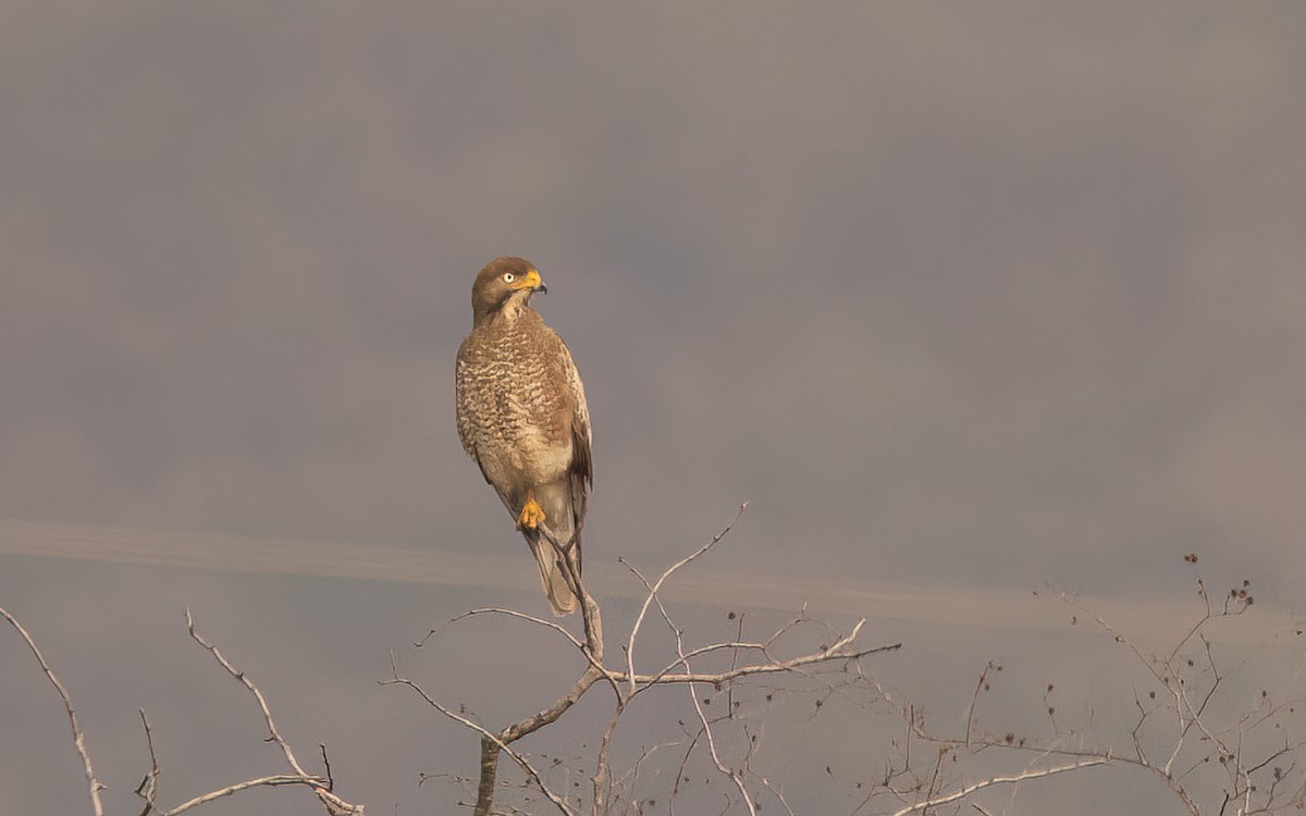 White-eyed Buzzard - ML637771307
