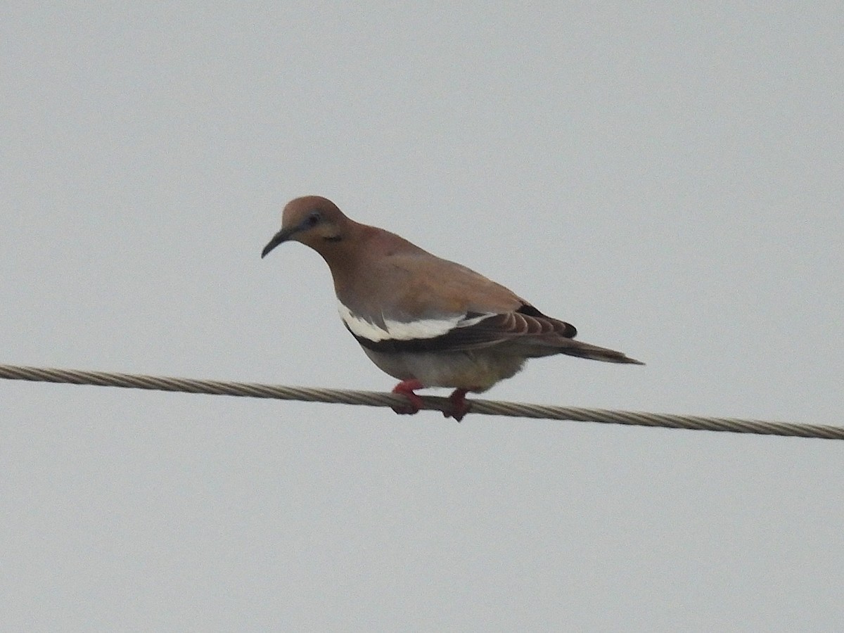 White-winged Dove - ML637771330