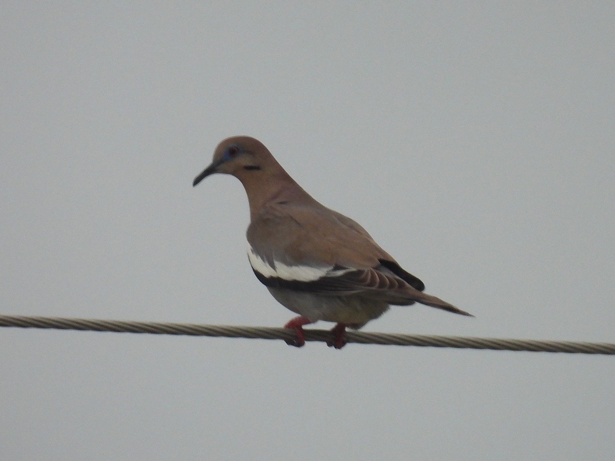 White-winged Dove - ML637771331