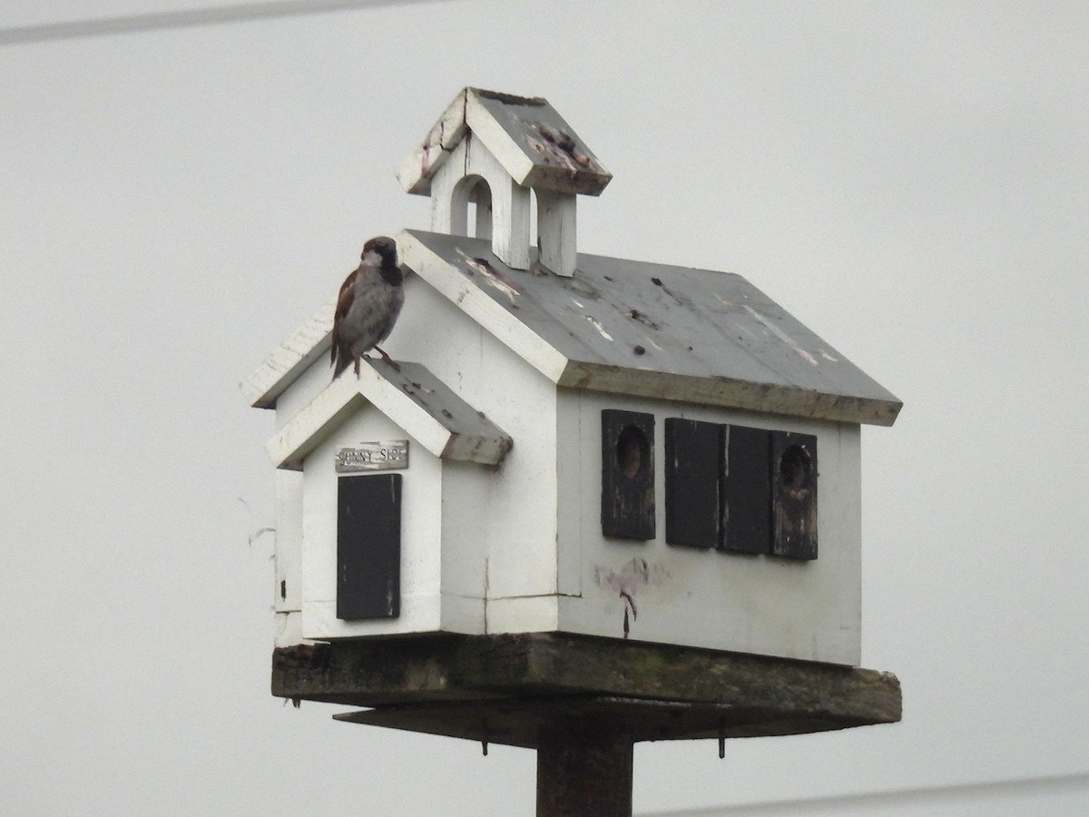 House Sparrow - ML637771338