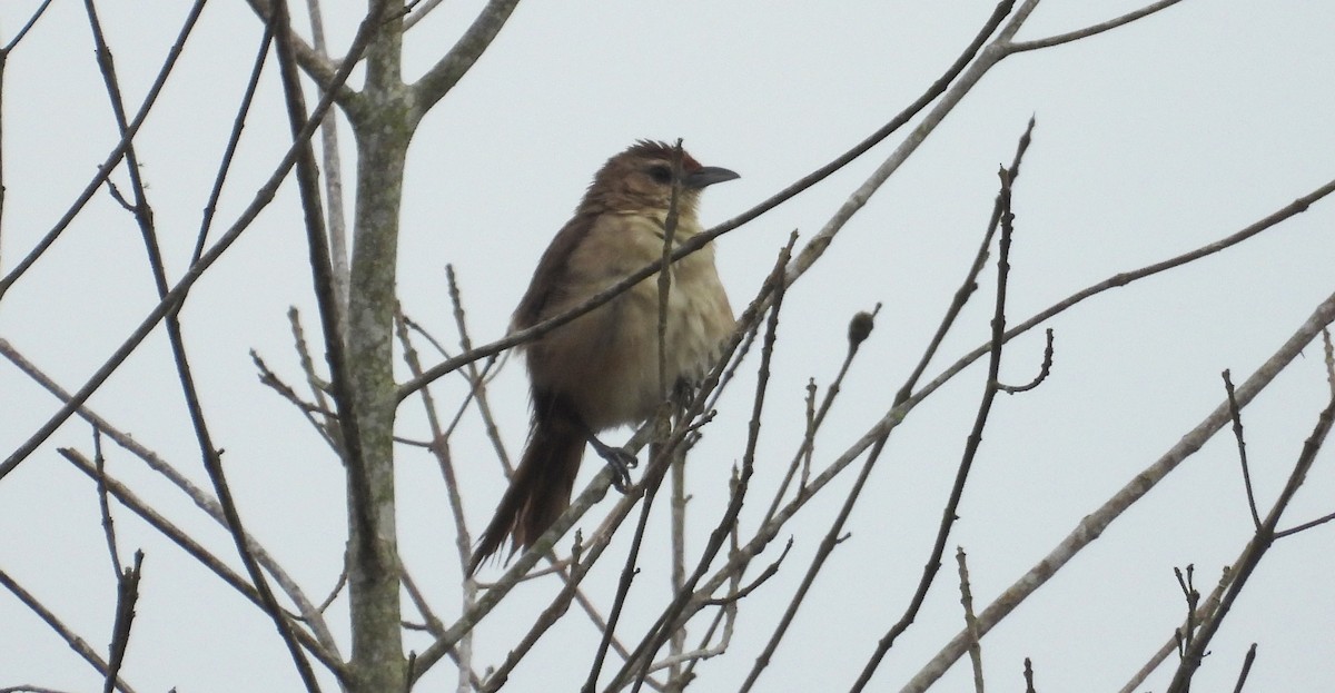 Rufous-fronted Thornbird - ML637771342