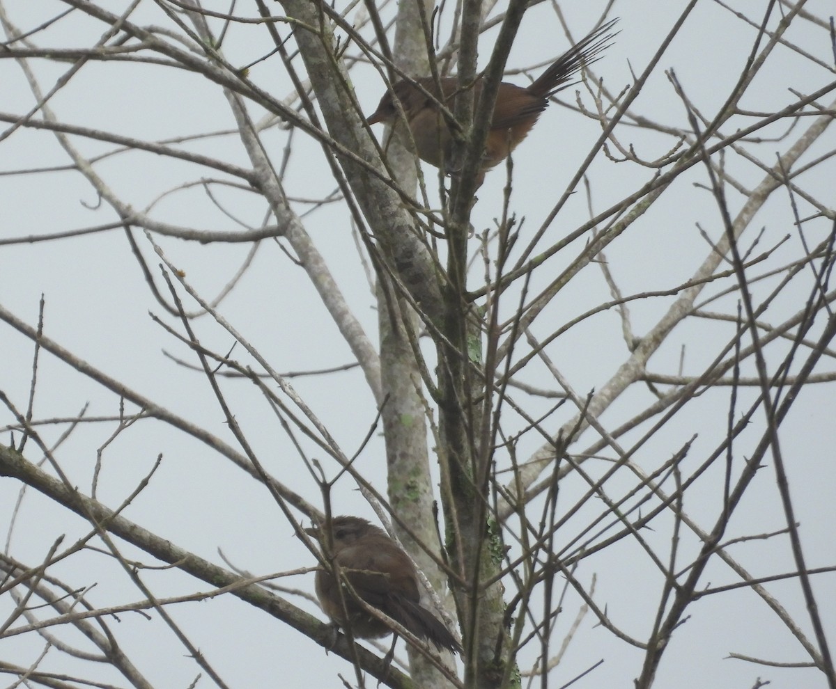 Rufous-fronted Thornbird - ML637771345