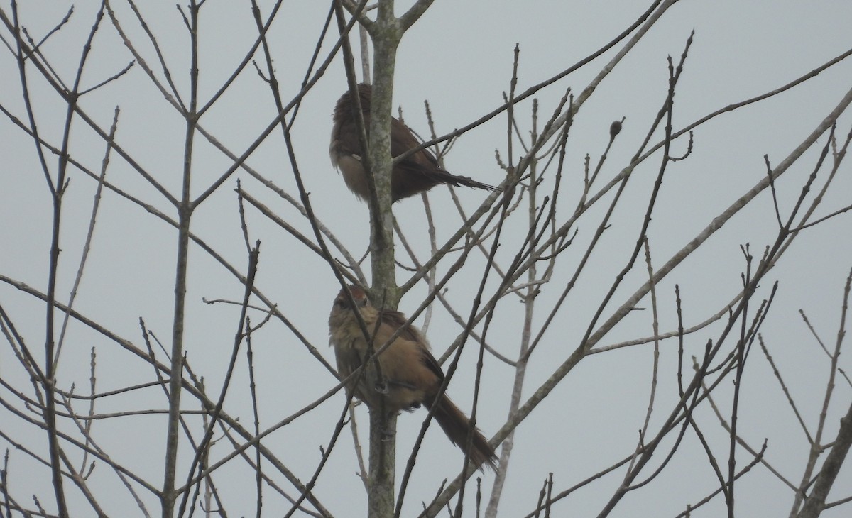 Rufous-fronted Thornbird - ML637771346