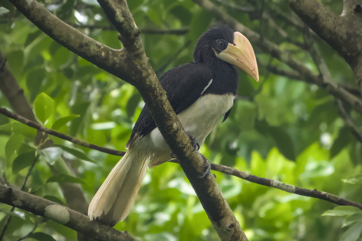 Malabar Pied-Hornbill - ML637771356