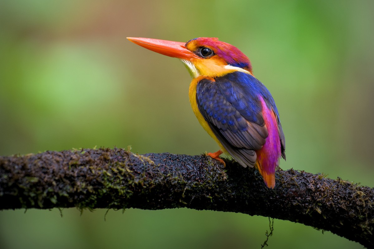 Black-backed Dwarf-Kingfisher - ML637771364