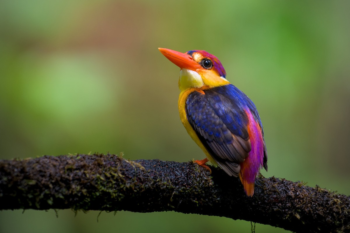 Black-backed Dwarf-Kingfisher - ML637771366