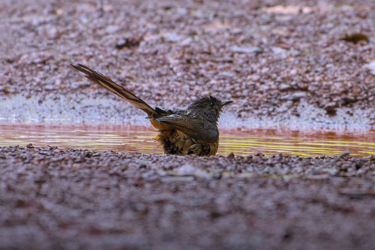White-rumped Shama - ML637771368