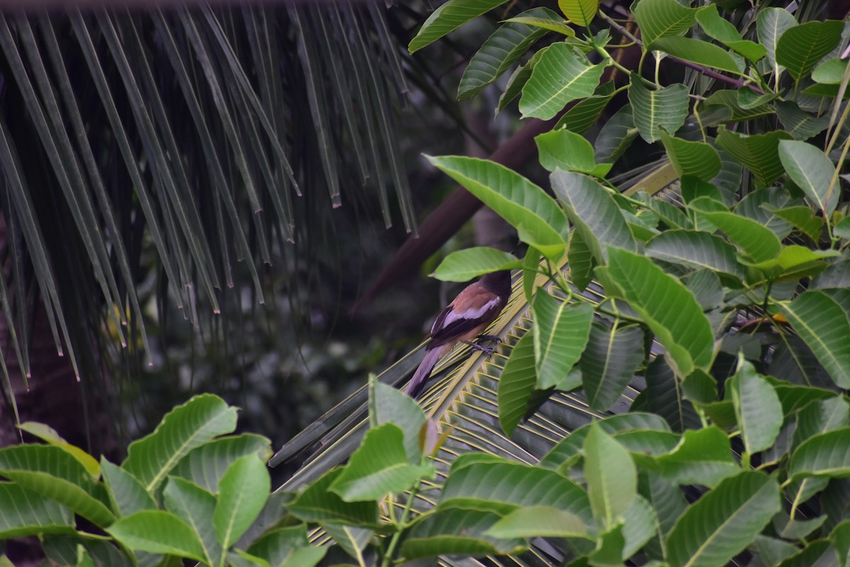 Rufous Treepie - ML637771374