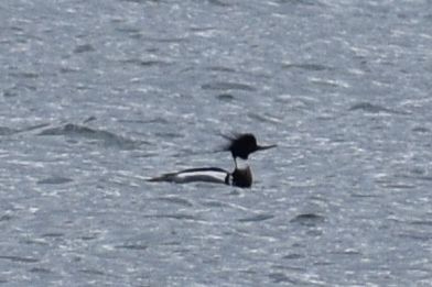 Red-breasted Merganser - ML637771376