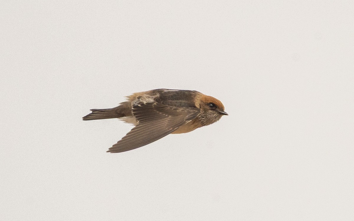 Streak-throated Swallow - ML637771379