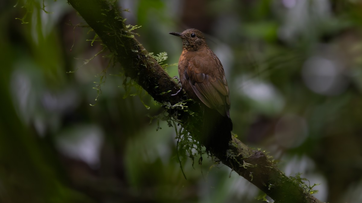 Rufous-breasted Leaftosser - ML637771391