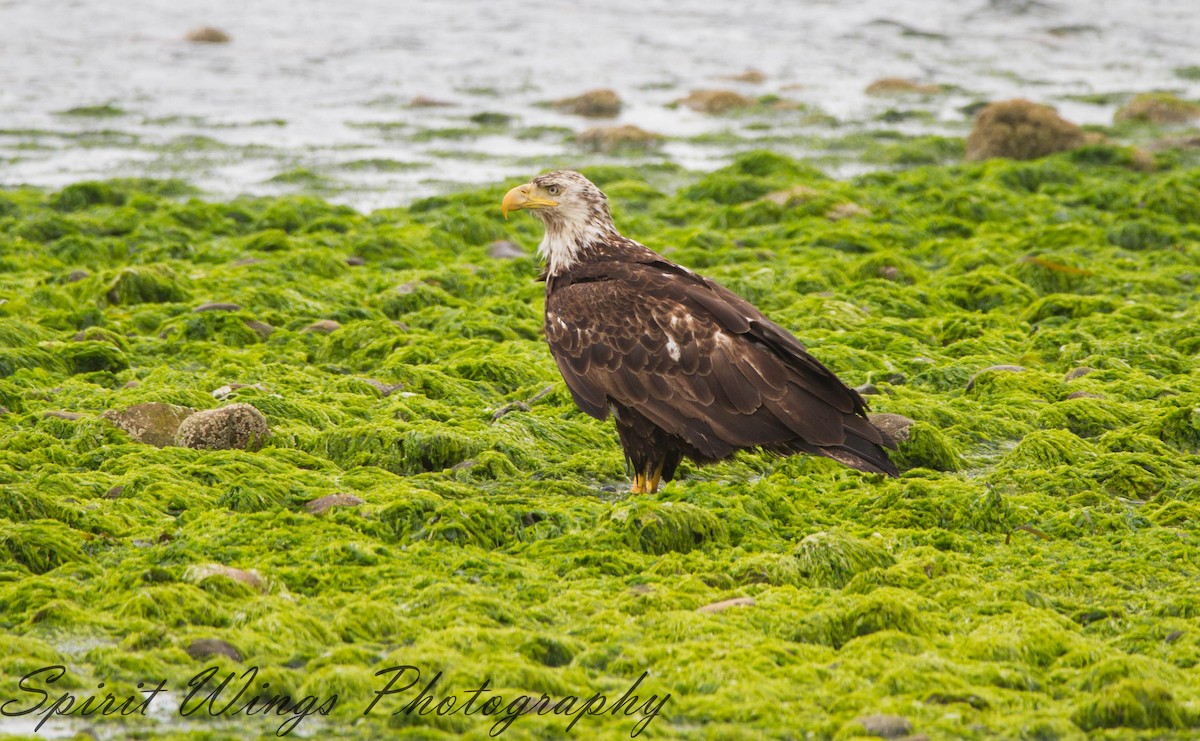 Bald Eagle - ML637771402