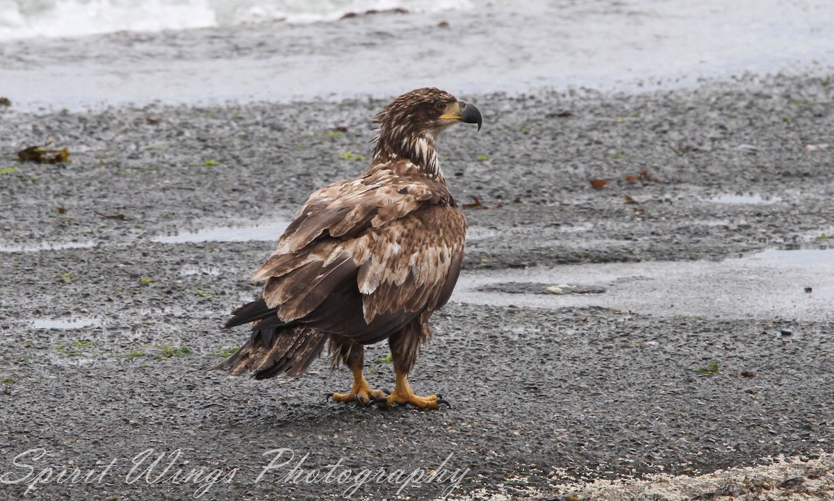 Bald Eagle - ML637771404