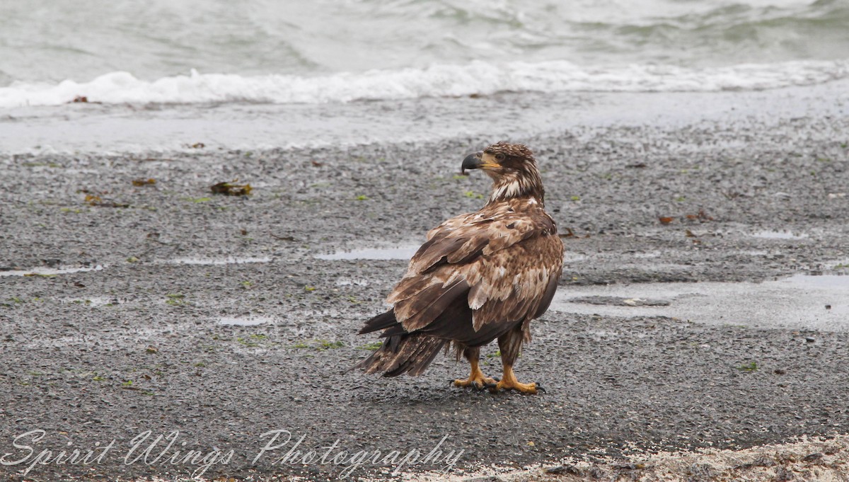 Bald Eagle - ML637771405