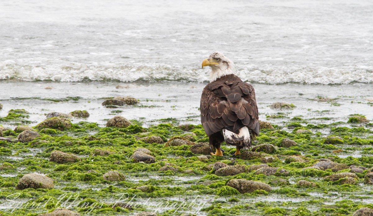 Bald Eagle - ML637771413