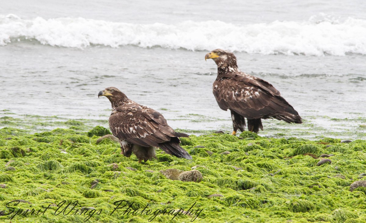 Bald Eagle - ML637771417