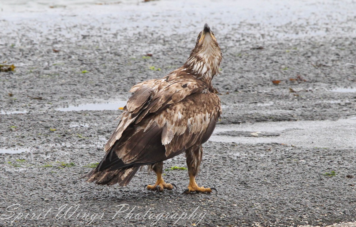 Bald Eagle - ML637771419