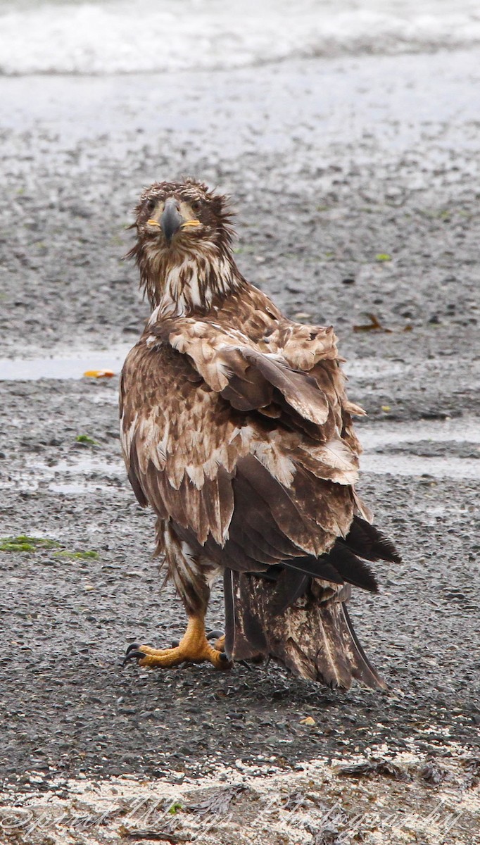 Bald Eagle - ML637771420