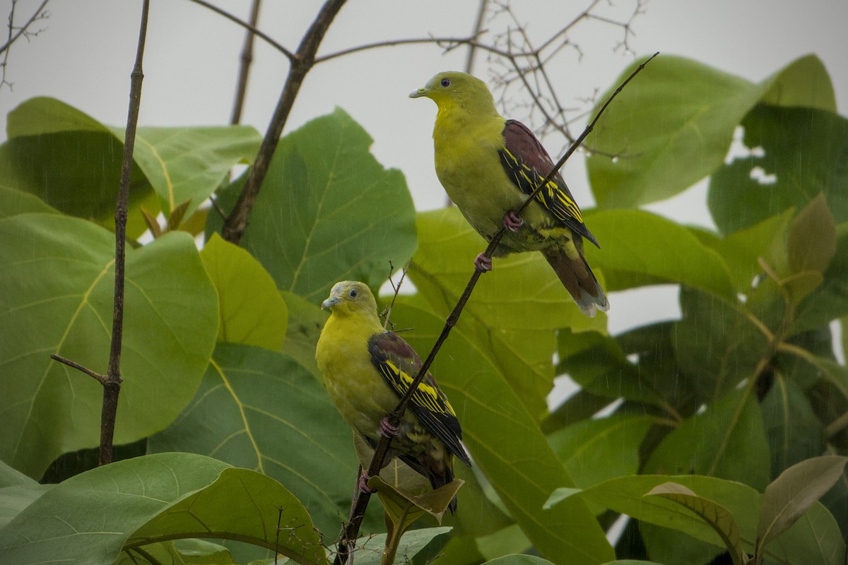 Gray-fronted Green-Pigeon - ML637771427