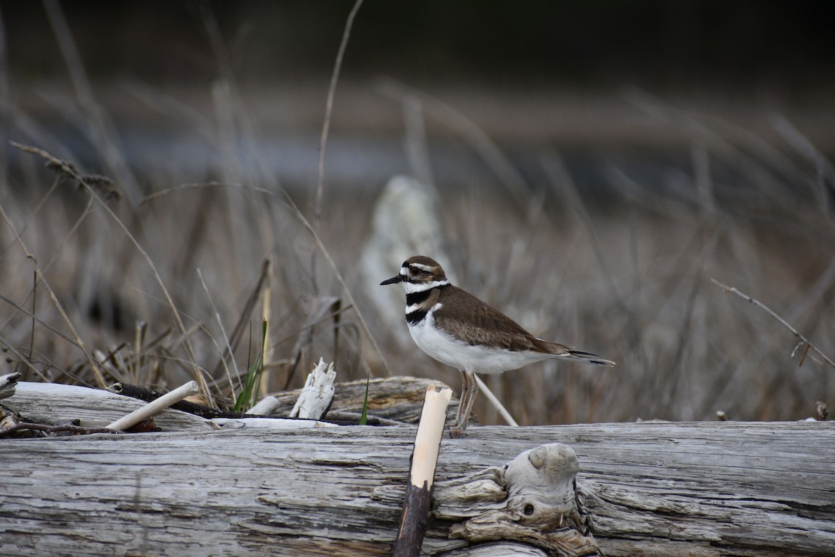 Killdeer - ML637771429