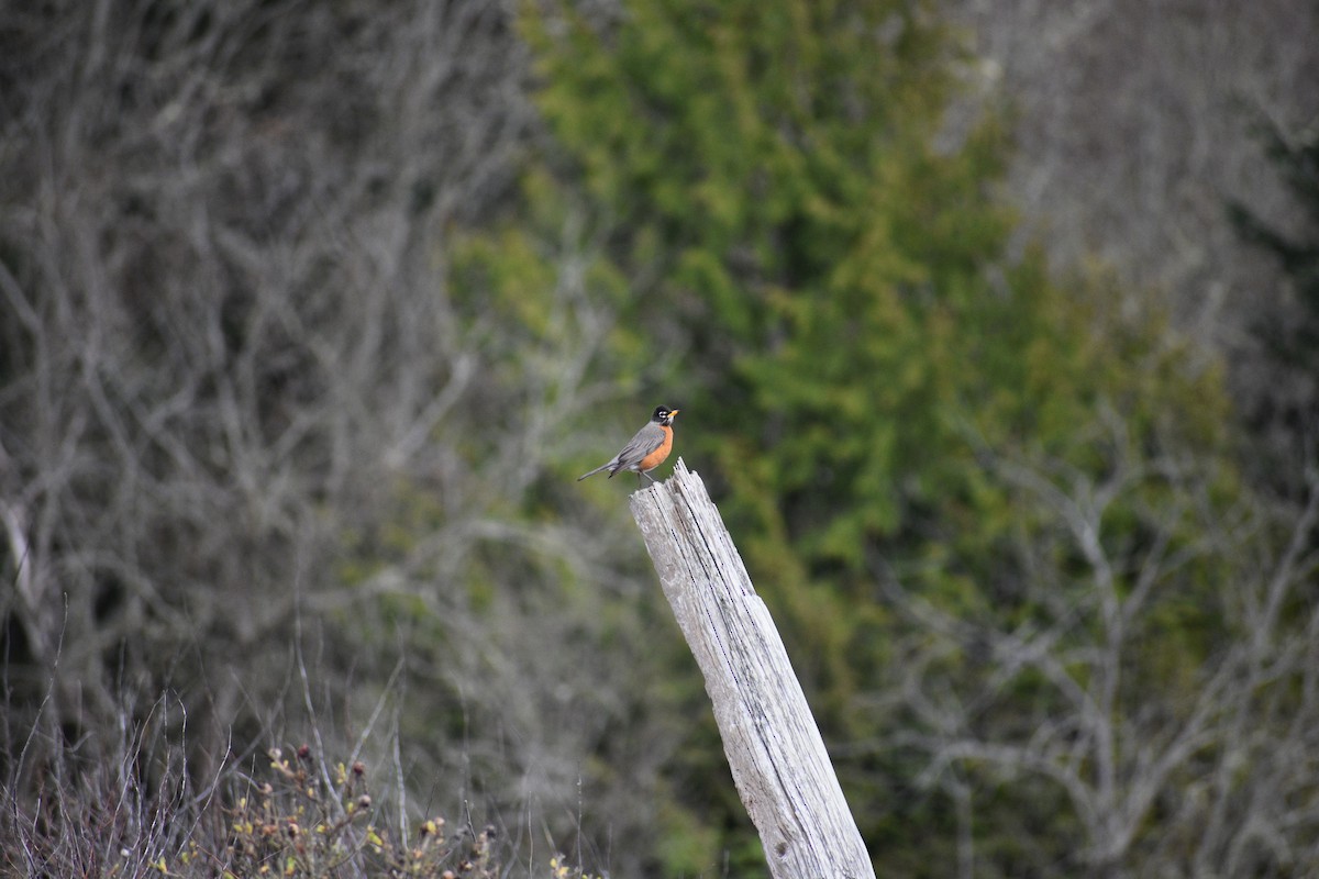 American Robin - ML637771448